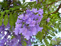 Jacaranda Mimosifolia - 100 Seeds