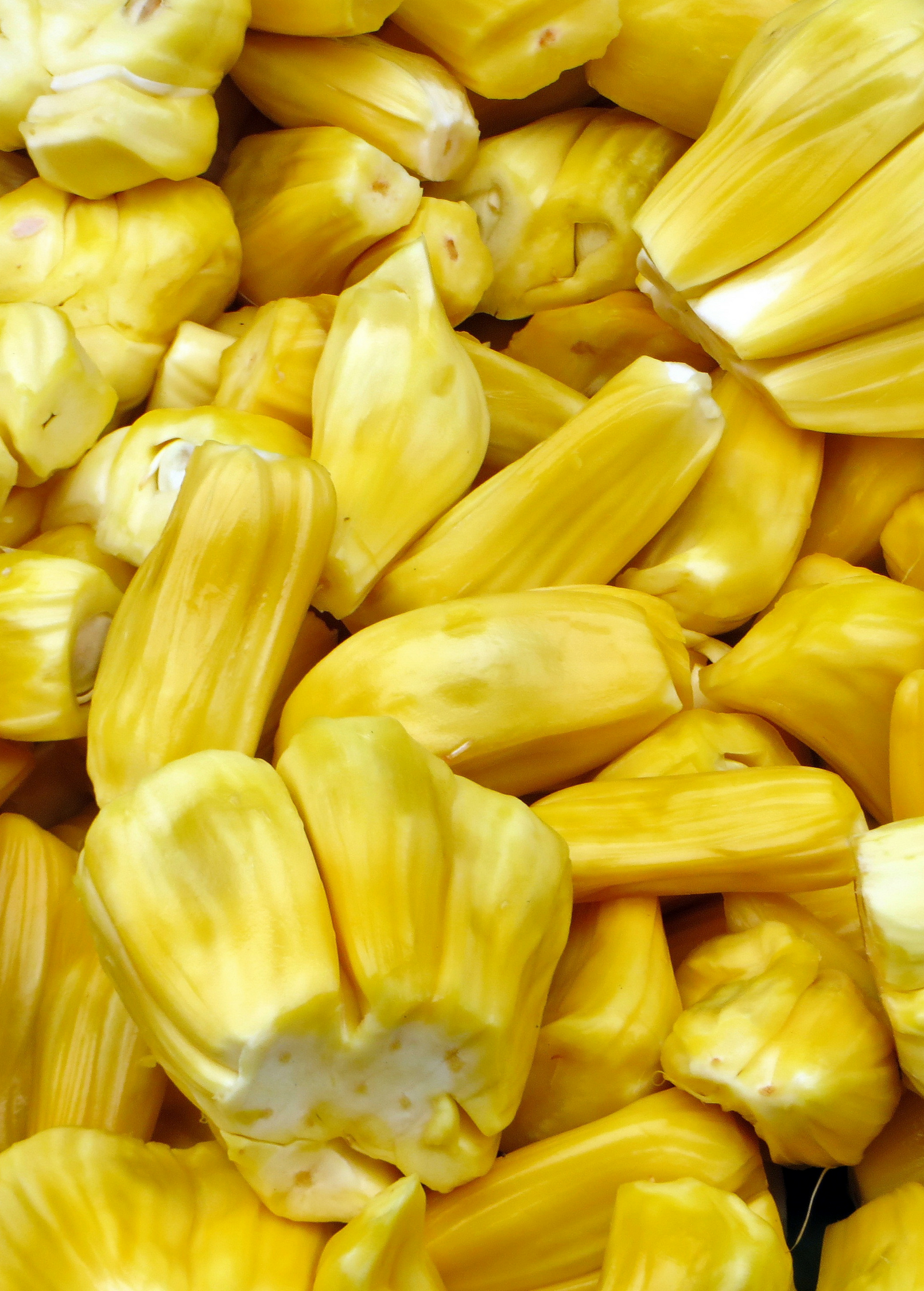 Jackfruit 'Black Gold' (Artocarpus heterophyllus)