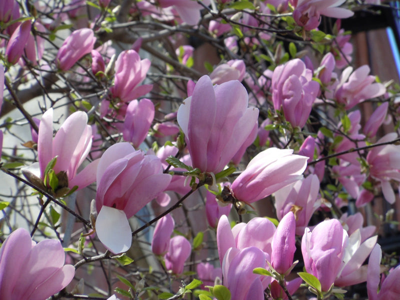 Magnolia 'Jane'