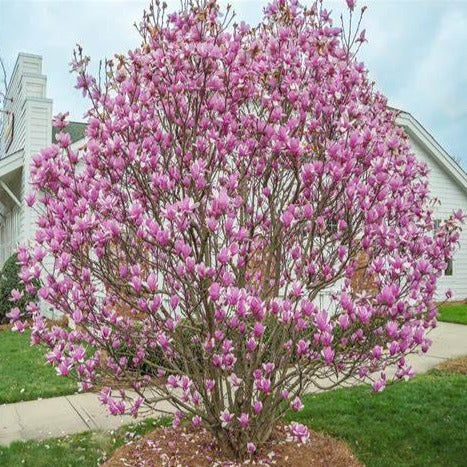 Magnolia 'Jane'