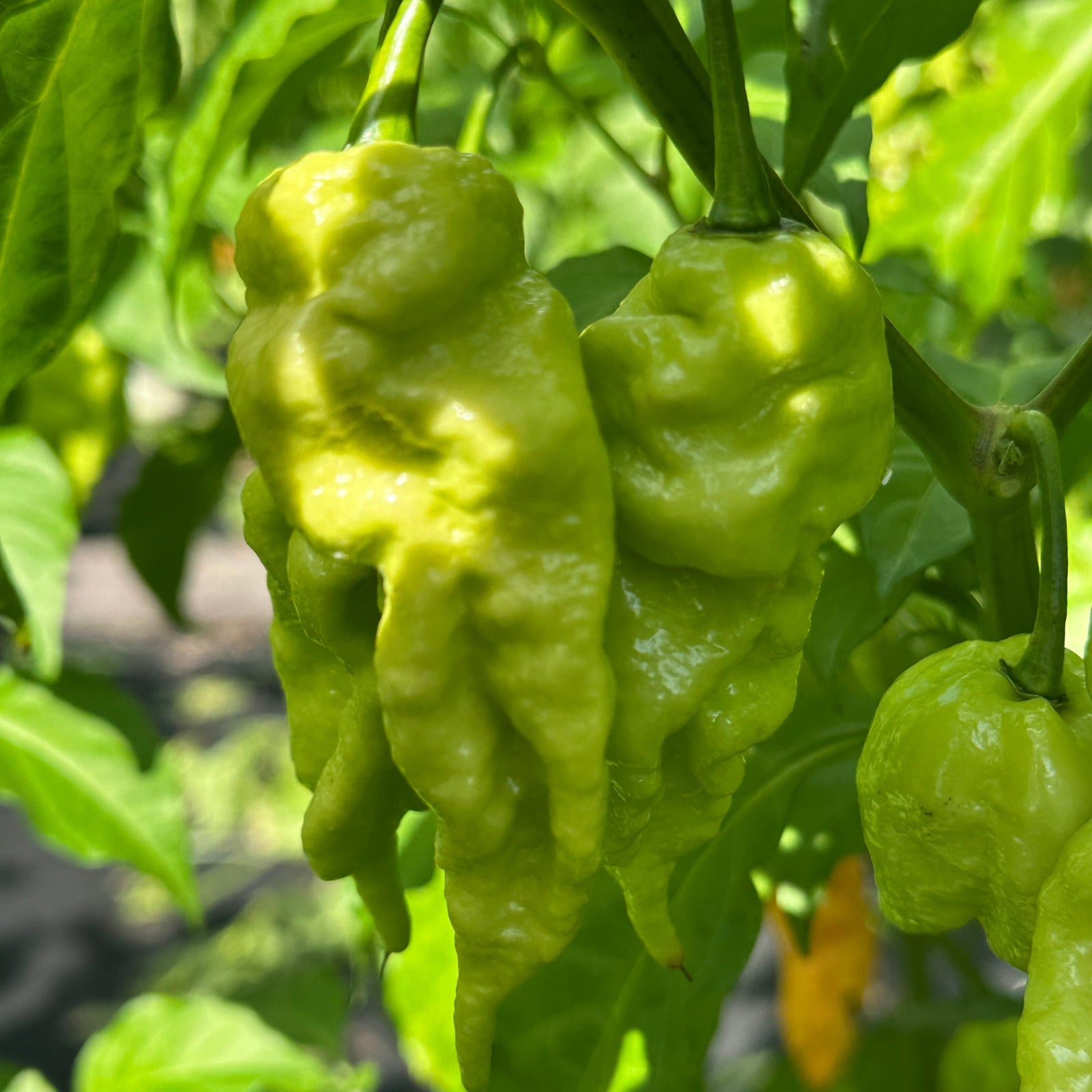Jay's Peach Ghost Scorpion Pepper Seeds