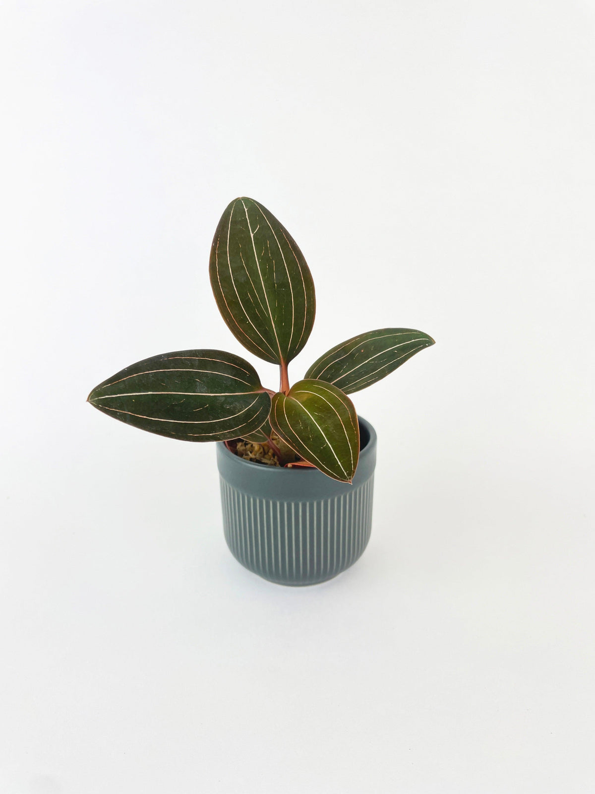 Jewel Orchid Ludisia Discolor