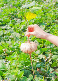 Jicama (Pachyrhizus erosus)