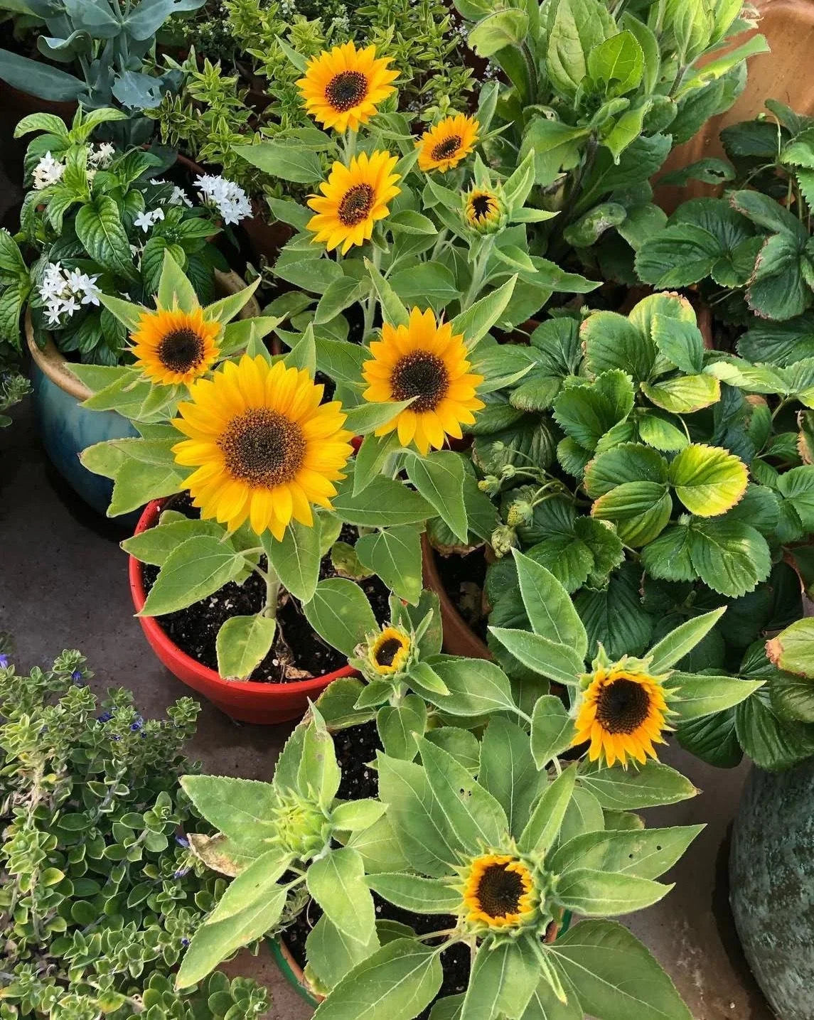 Sunflower Junior seeds