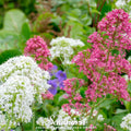 Jupiter's Beard Seeds Mix – 50 Non-GMO Heirloom Perennial Flower Seeds (Centranthus ruber) for Pollinator Gardens