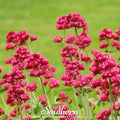 Jupiter's Beard Seeds (Red Valerian) – 50 Non-GMO Heirloom Perennial for Pollinators, USDA Zones 5-9