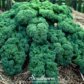 Dwarf Blue Curled Scotch Kale Seeds – Heirloom, Non-GMO, Blue-Green, Compact, Brassica oleracea, 250 Seeds