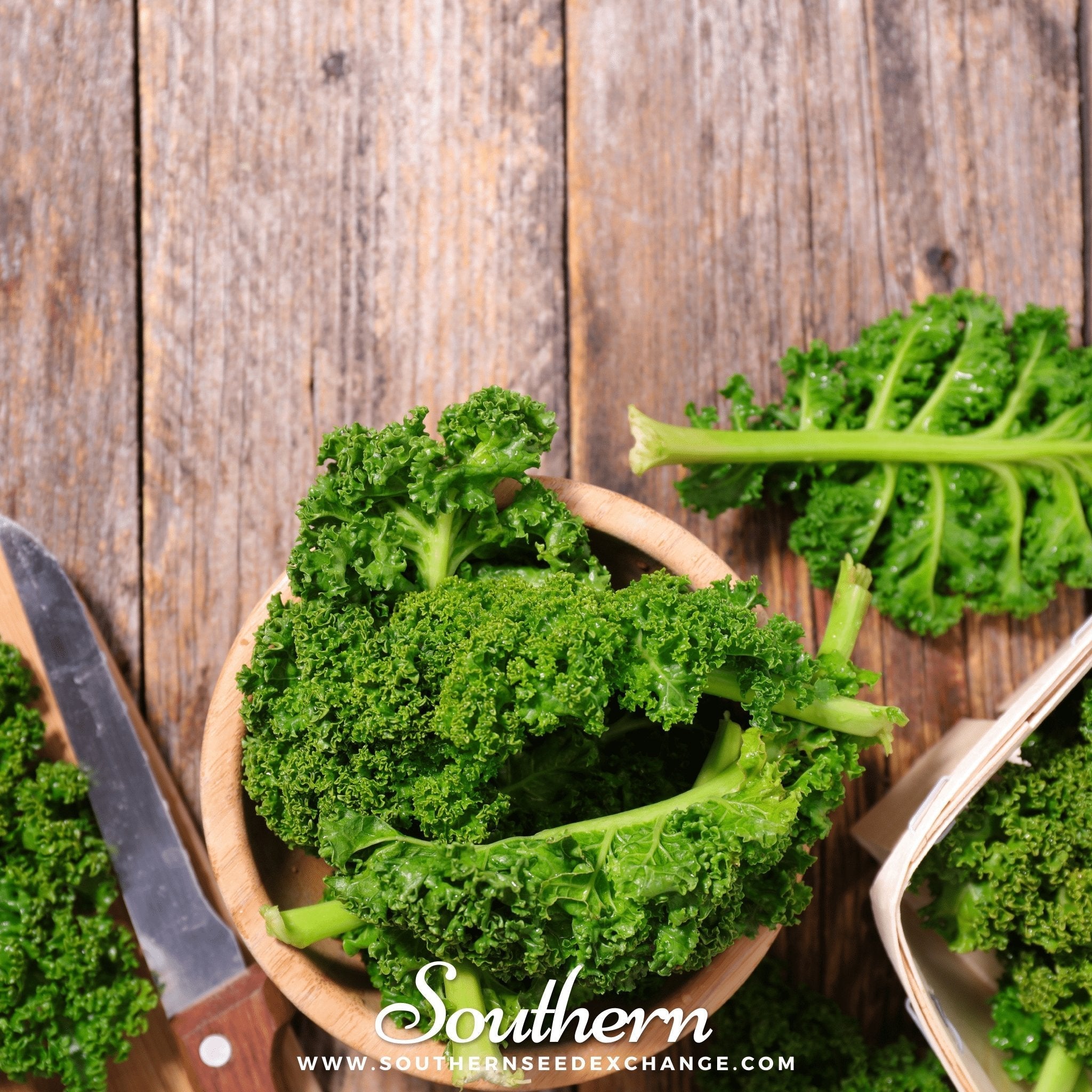 Dwarf Siberian Kale – 250 Seeds