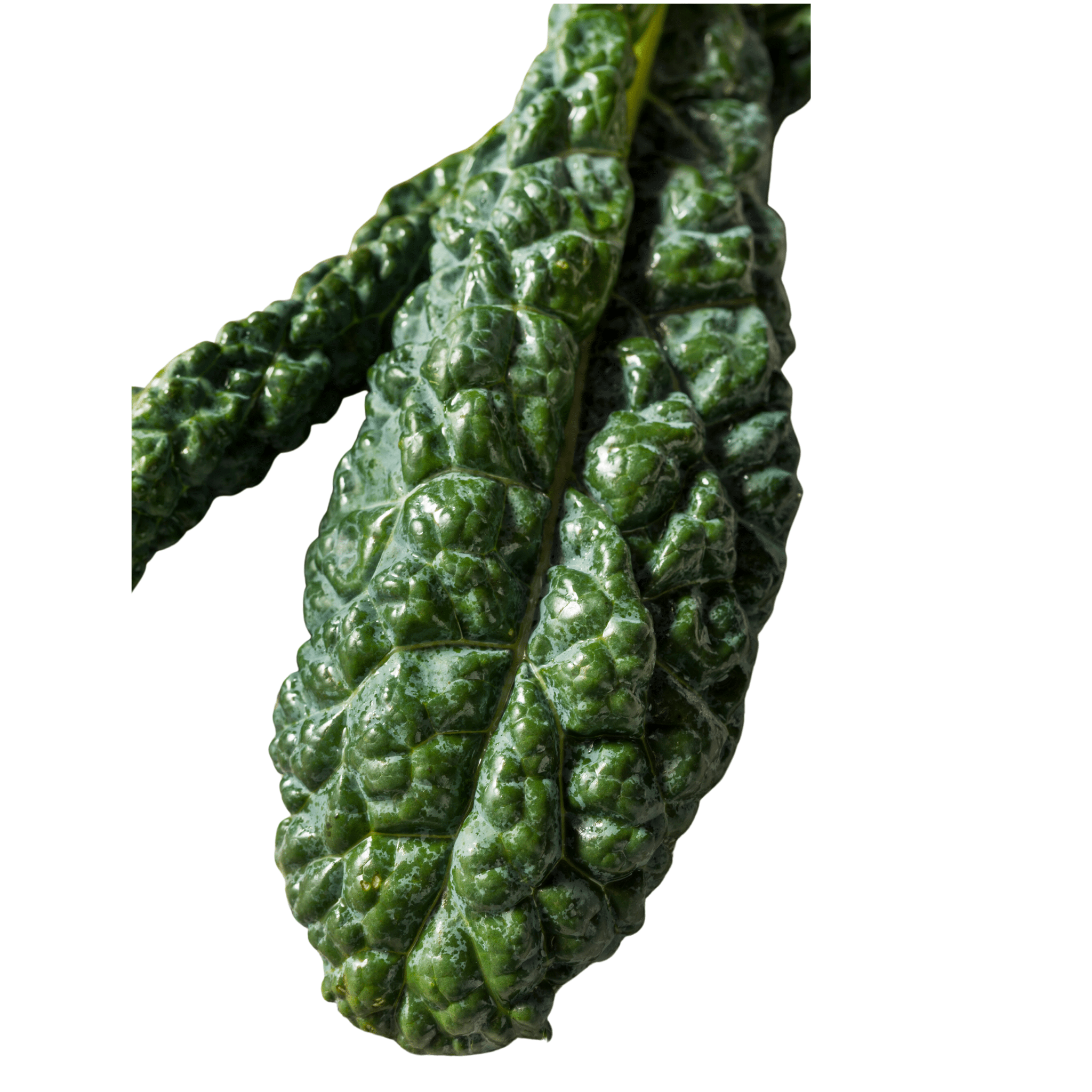 Kale Seeds