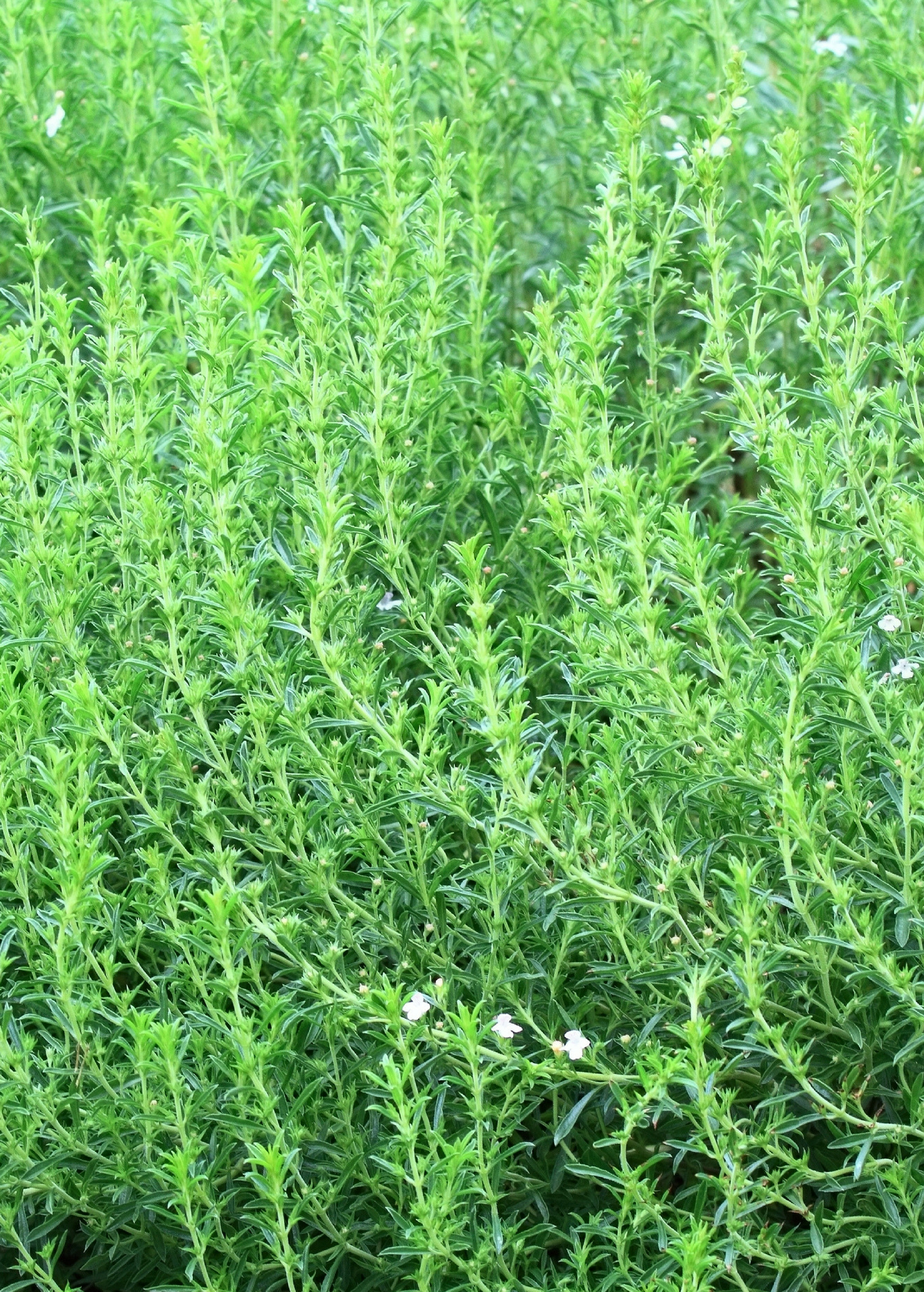 Jamaican Mint Tree, Kama Sutra Mint (Satureja viminea)