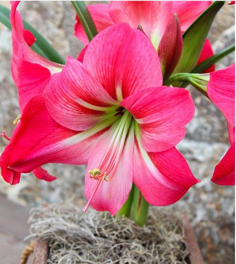 Amaryllis - Pink Flush