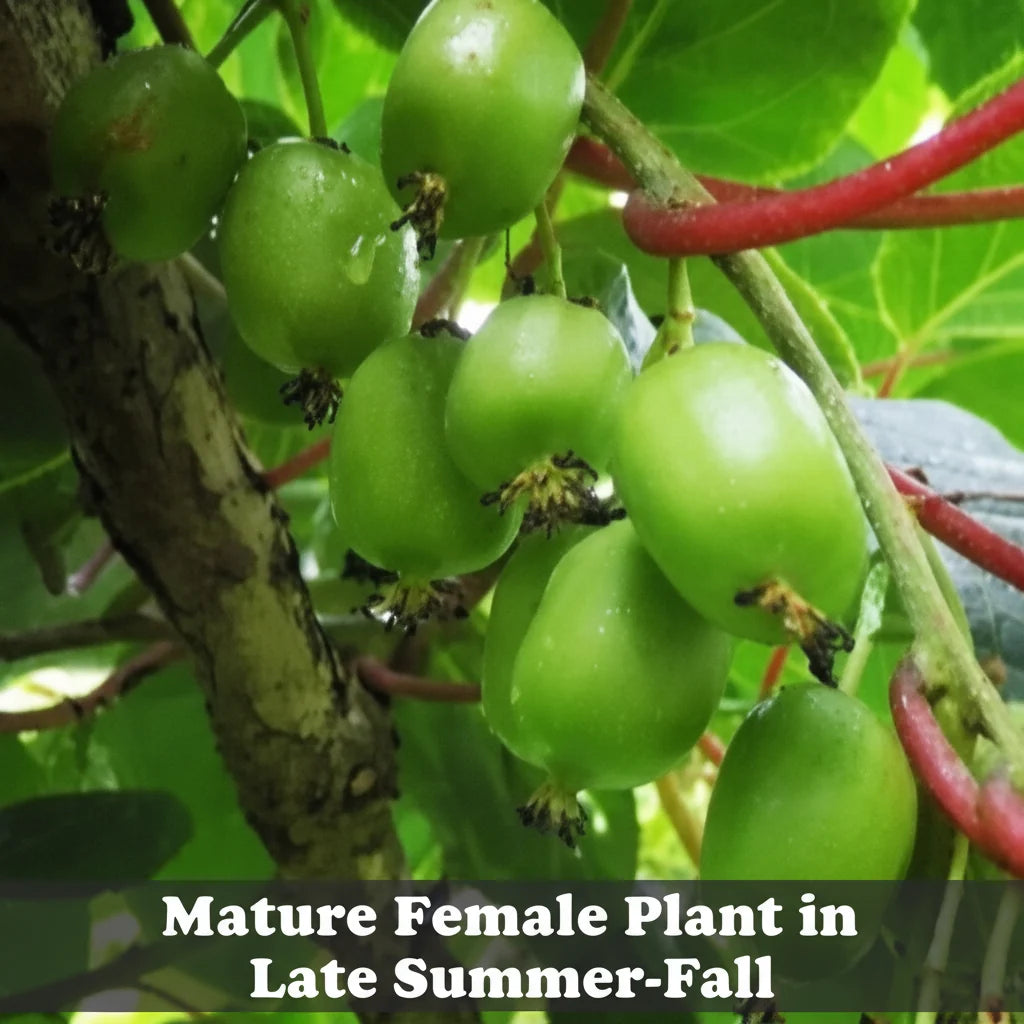 Hardy Kiwi Live Plants – Anna Female & Meader Male – Edible Fruit Vine, Zones 3–8
