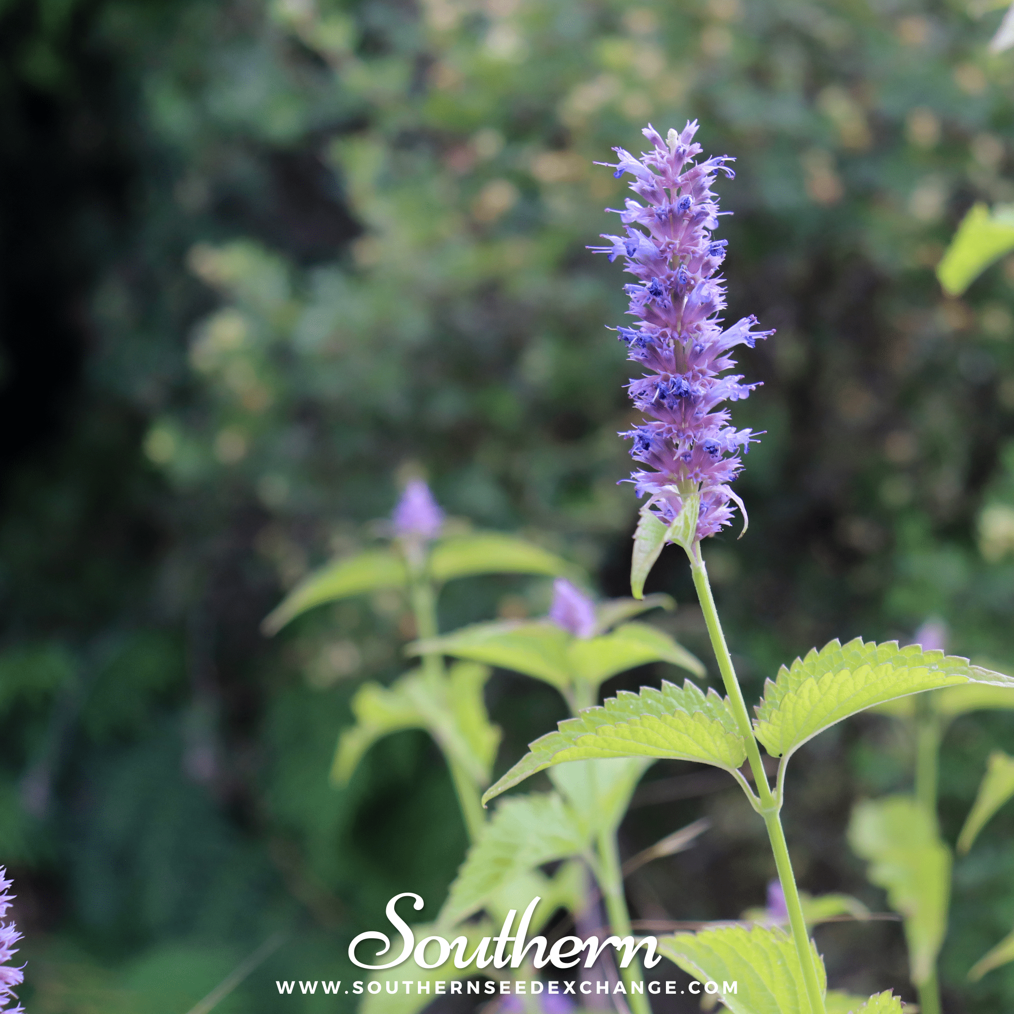 Korean Mint – 50 Seeds