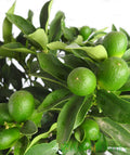 Super Double Rare Green Kumquat Cuttings – 3 Unrooted Citrus Propagation, Fortunella hybrid, ornamental fruit, small tree