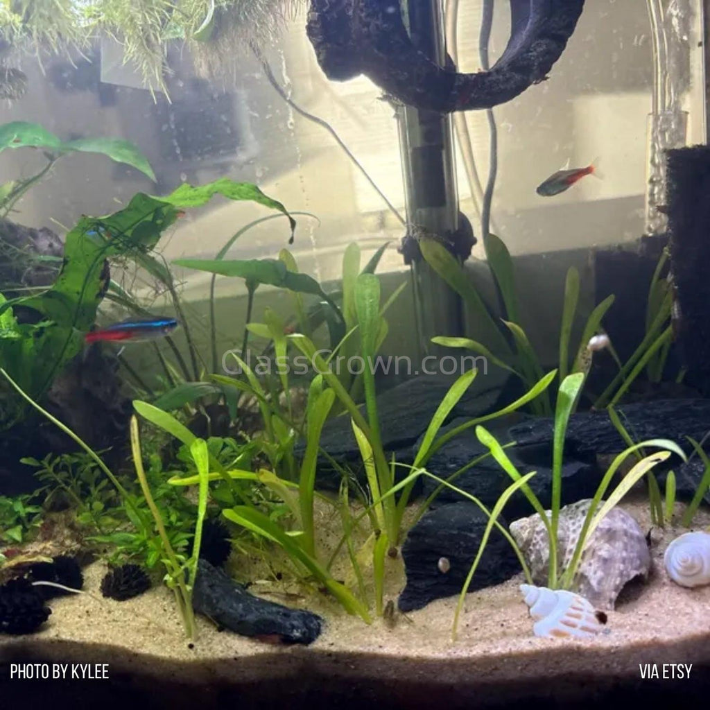 Dwarf Sagittaria Subulata