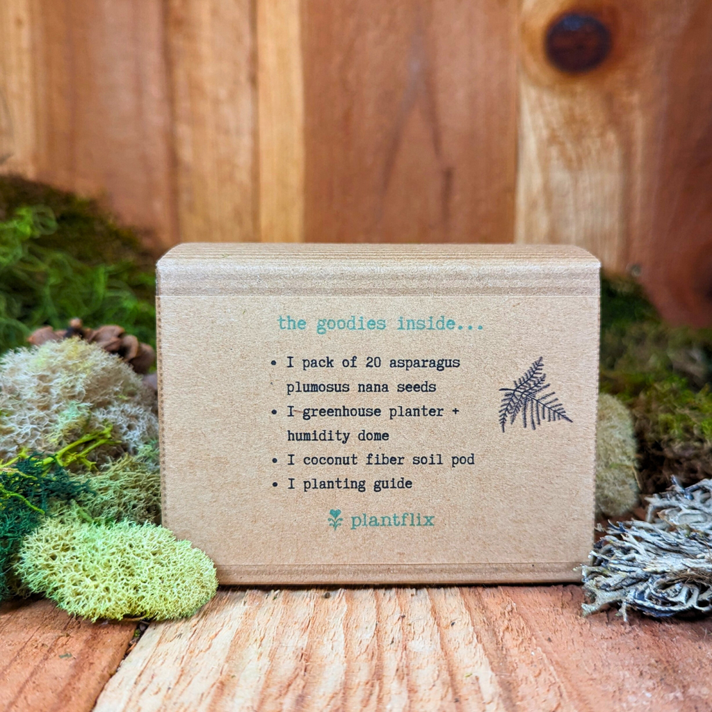Grow an Asparagus Fern Plant Seed Kit