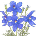 Larkspur Mix (1/4 lb)