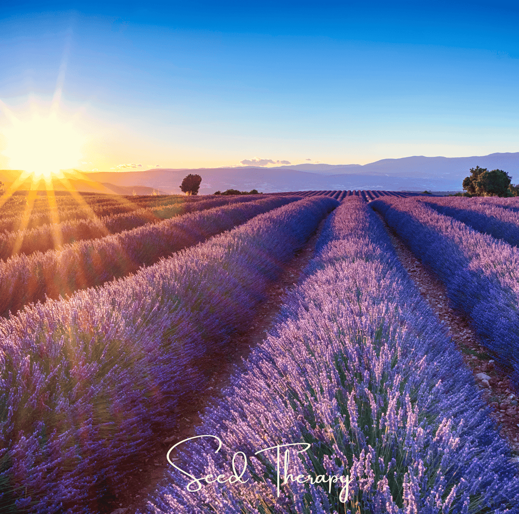 English Lavender – 100 Seeds
