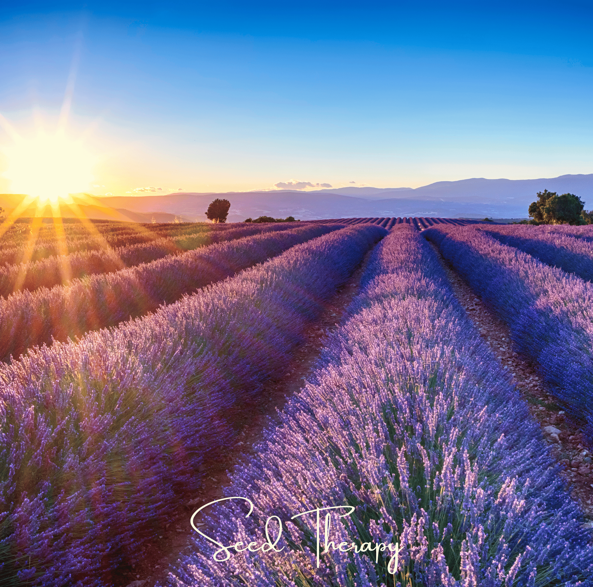 English Lavender – 100 Seeds