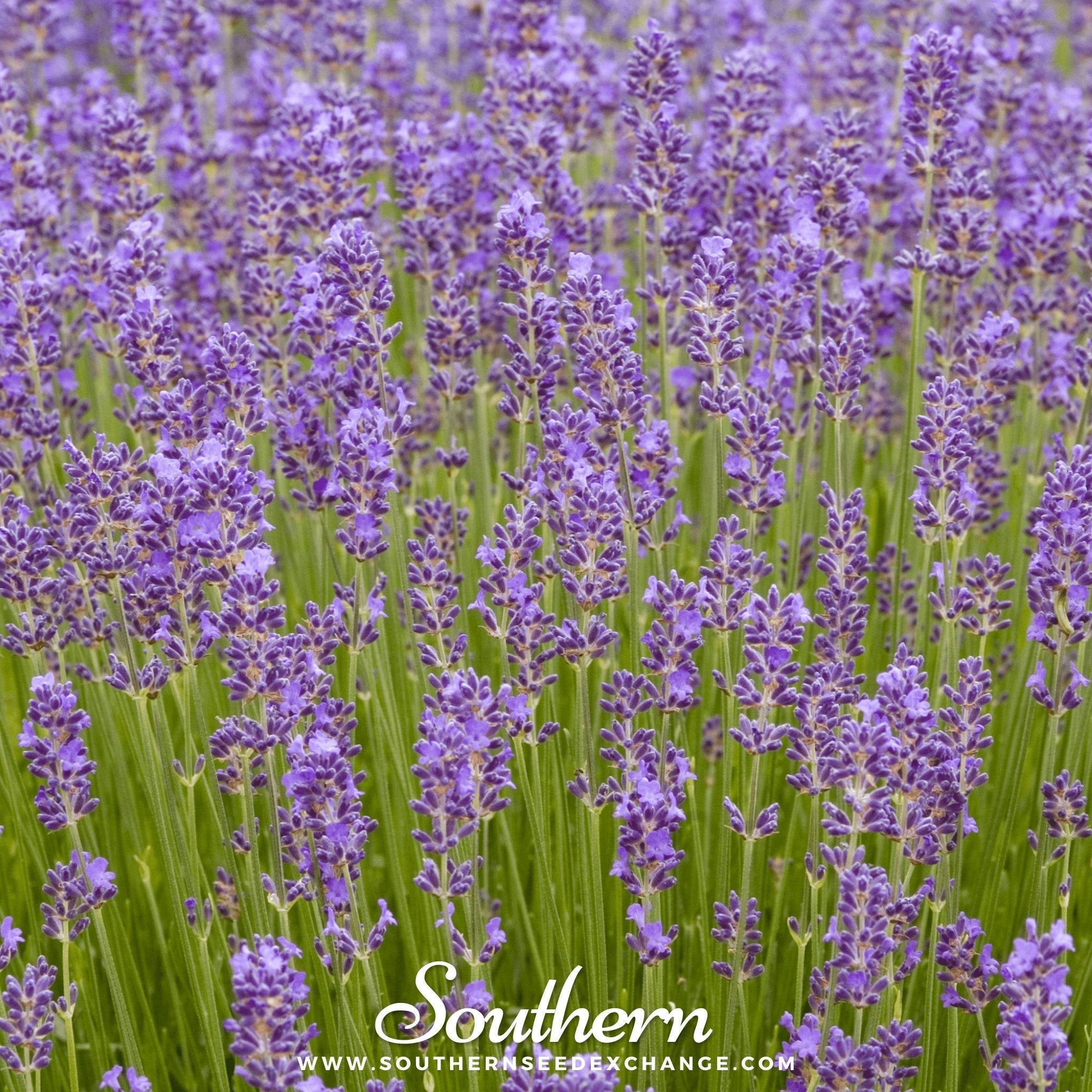 Munstead Lavender – 50 Seeds