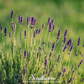 Munstead Lavender Seeds – Heirloom, Non-GMO, Fragrant Blue-Purple Flowers, Perennial, 50 Seeds, Lavandula angustifolia