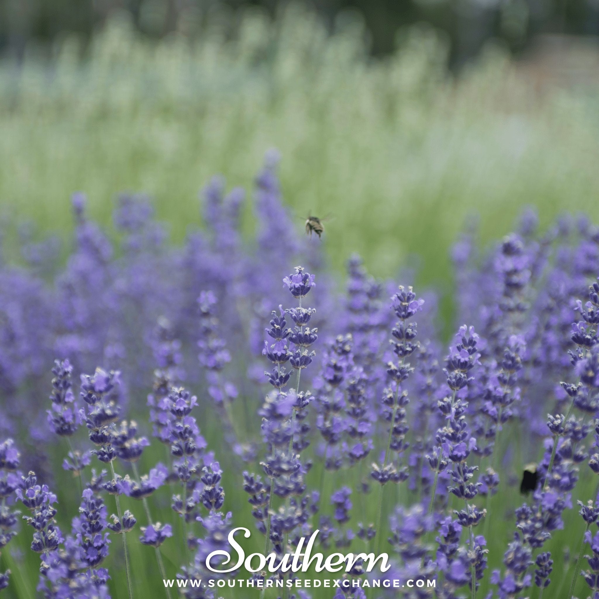 Munstead Lavender – 50 Seeds