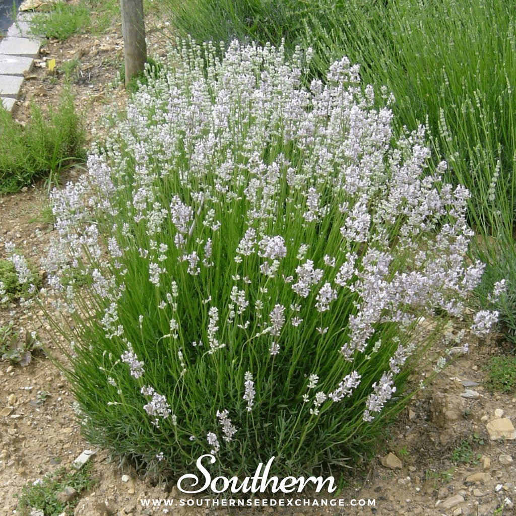 Pink Lavender – 20 Seeds