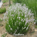 Pink Lavender Seeds - Lavandula angustifolia rosea - Non-GMO, Bee & Butterfly Friendly, 20 Seeds for Herb & Flower Gardens