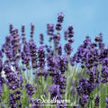 Vera Lavender – 100 Seeds