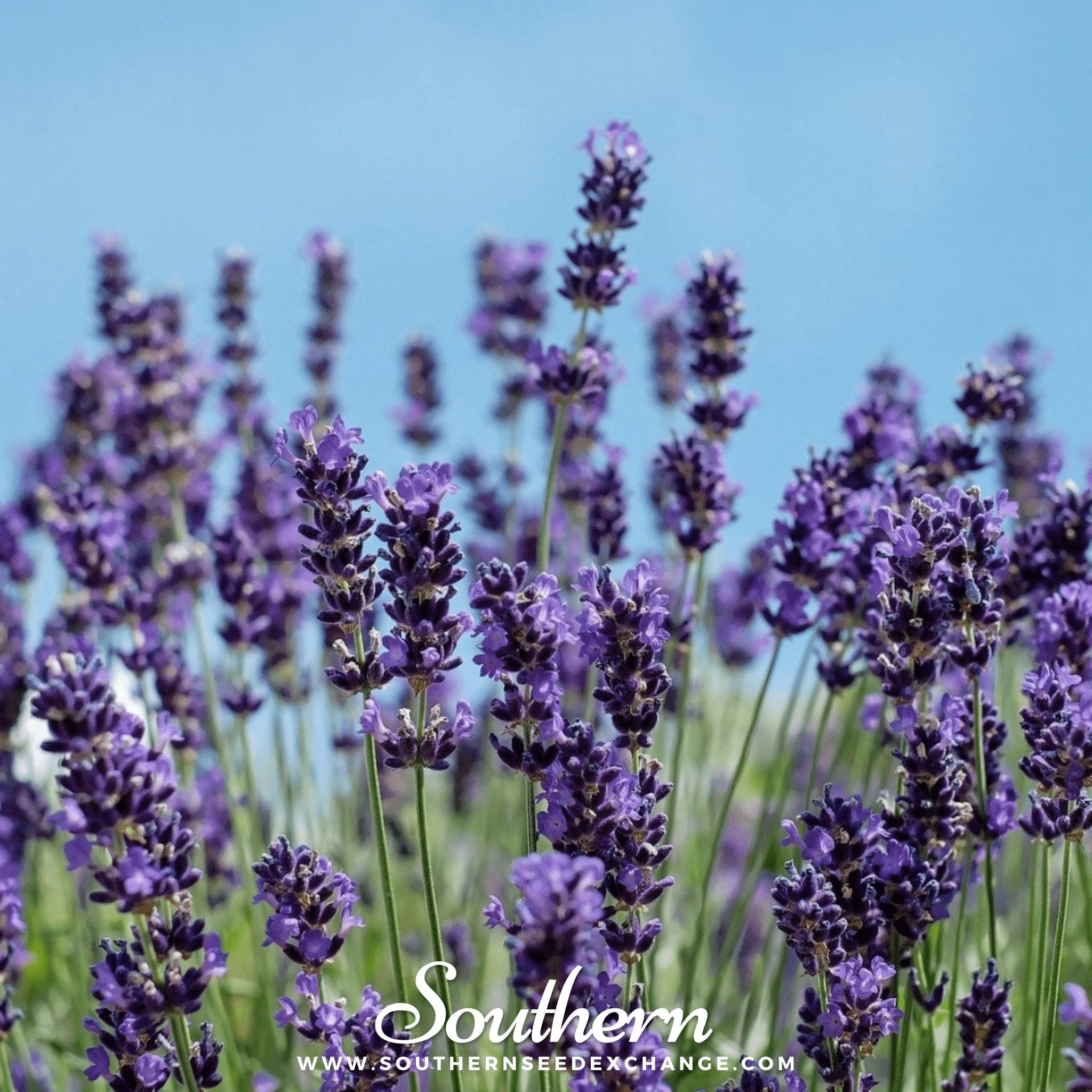 Vera Lavender – 100 Seeds