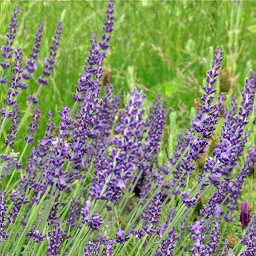 Maillette Lavender Plant Live 2.5QT Pot English Herb Garden Aromatherapy