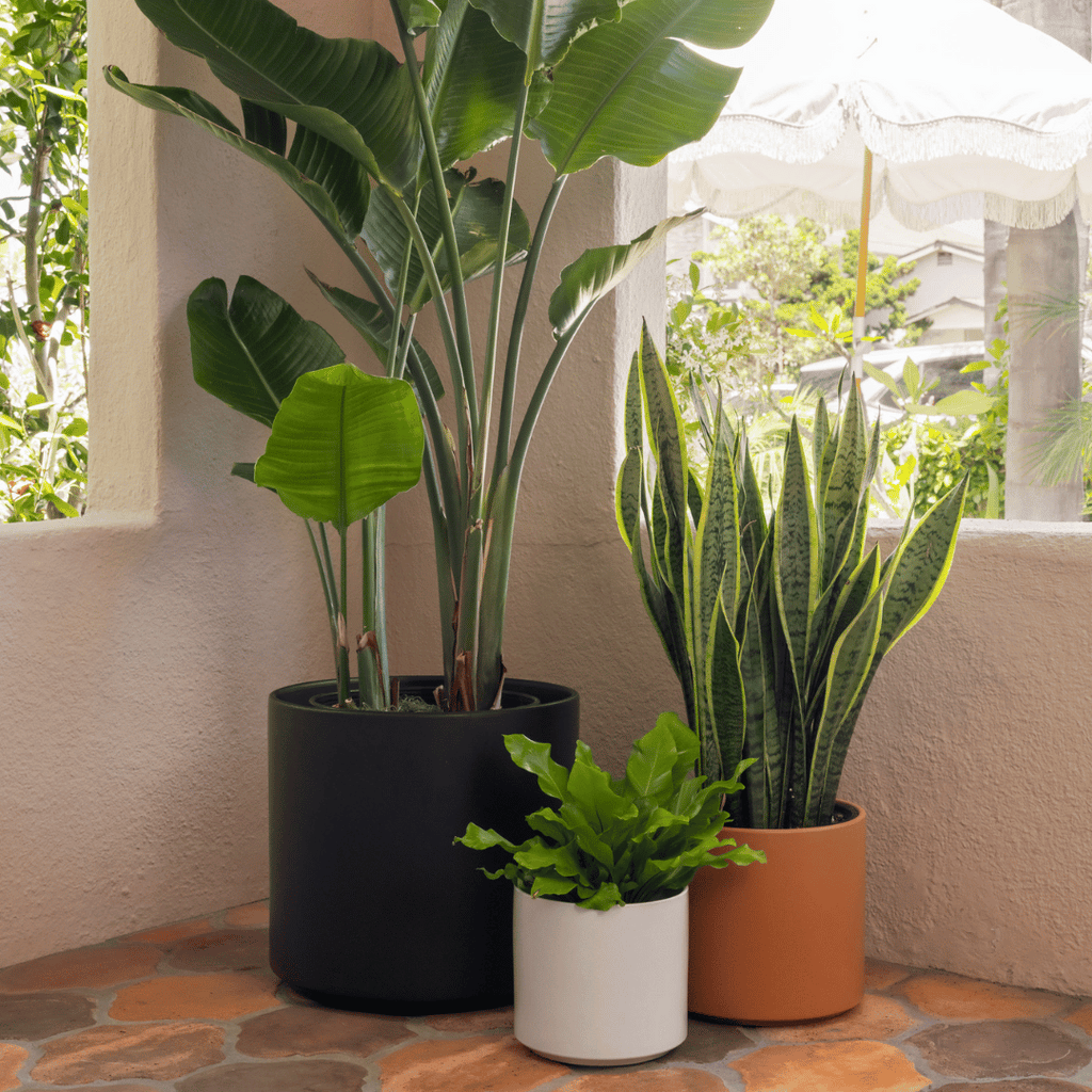 Solid Goods Ceramic Cylinder Planter – With or Without Mahogany Stand