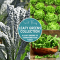 Leafy Greens Seed Collection – 6 Varieties Non-GMO, Heirloom, Organic, Salad Greens, Kale, Spinach, Lettuce, Collards