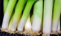 250 American Flag Leek Seeds - Heirloom Non-GMO Leek Seeds - Delicious!