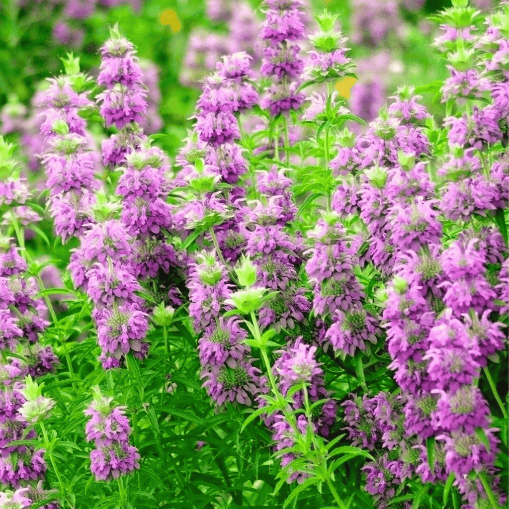 Lemon Bee Balm (Lemon Mint) – 100 Seeds