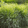 Lemon Grass Seeds – Heirloom Cymbopogon flexuosus for Culinary & Ornamental Use – 100 Seeds