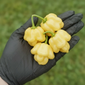 Lemon Starrburst Pepper Seeds