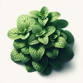 Lemon Balm (4x)