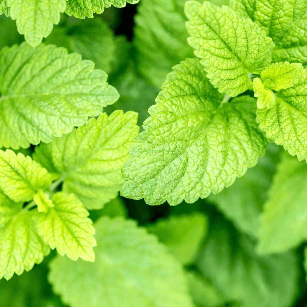 Lemon Balm Seeds