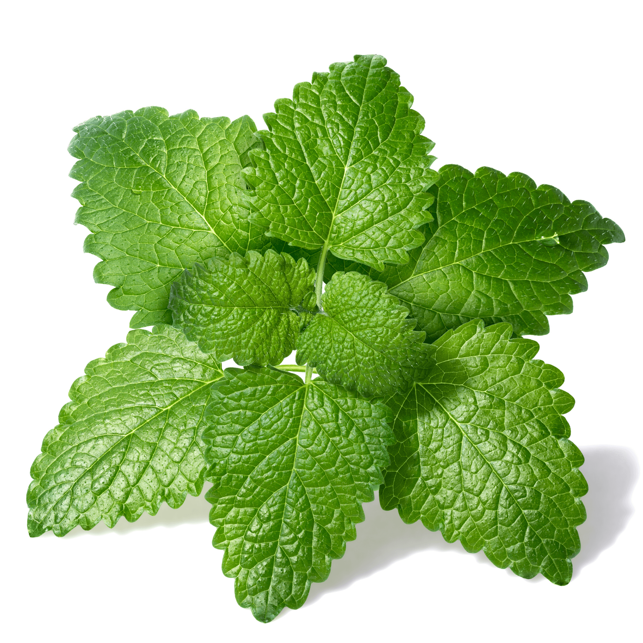 Lemon Balm Seeds