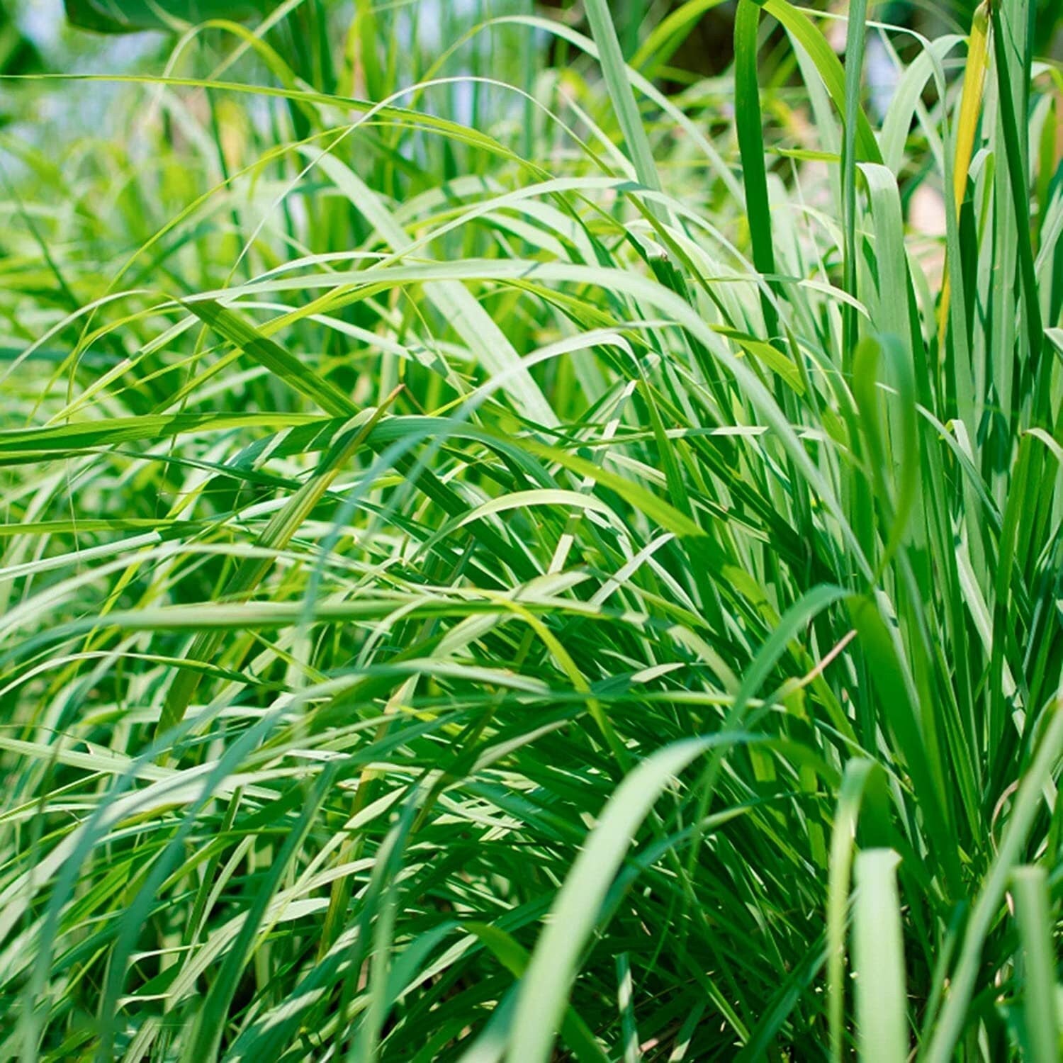 Lemongrass 250 Seeds - Tropical Asian Cooking Perennial Plant Outdoor Indoor Home