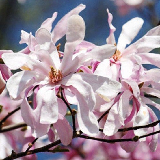 Magnolia 'Leonard Messel'