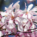 Magnolia 'Leonard Messel'