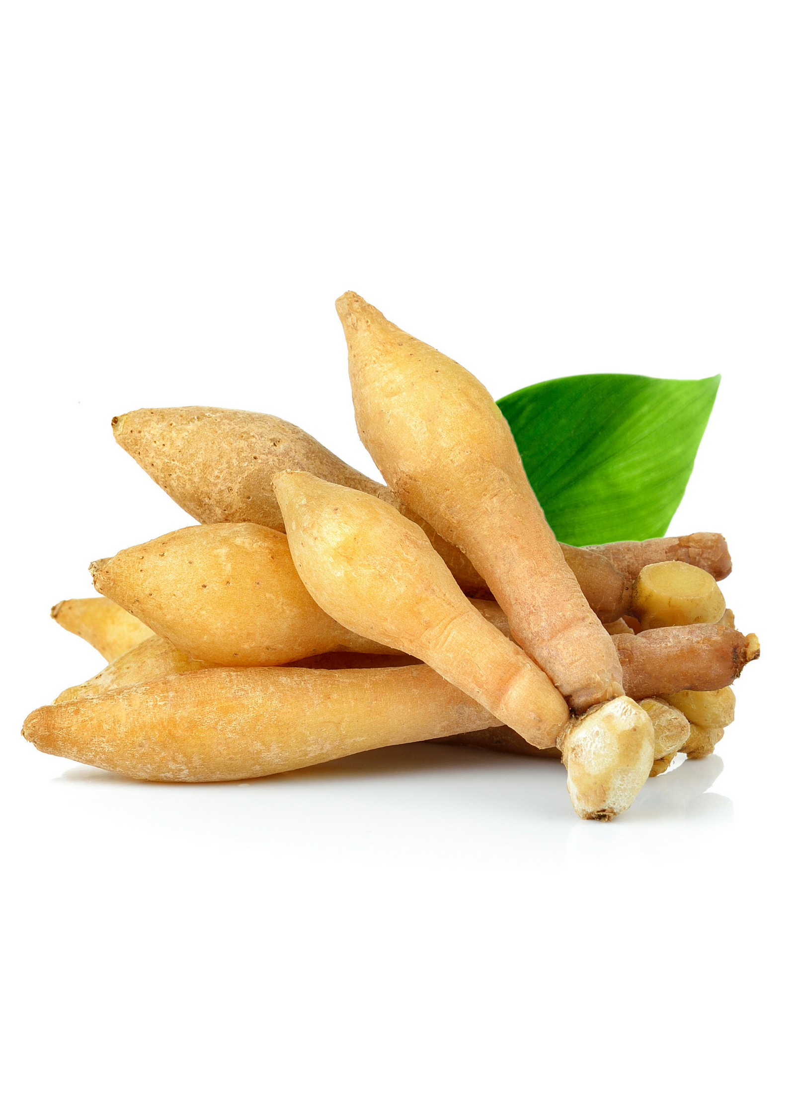 Lesser Galangal (Alpinia officinarum)