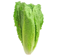 5,000 Parris Island Romaine Lettuce Seeds
