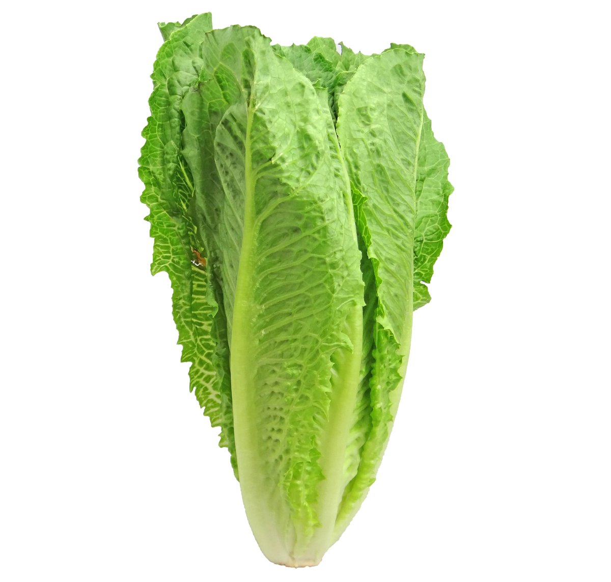 5,000 Parris Island Romaine Lettuce Seeds