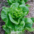 Bibb Summer Lettuce Seeds – Heirloom, All-American Selections, Butterhead, Heat Tolerant, Organic, 500 Seeds