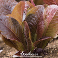 Cimmaron Romaine Lettuce Seeds – Heirloom, Non-GMO, Open-Pollinated, Salad Greens, Lactuca sativa, 200 Seeds