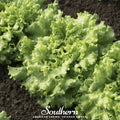 Green Ice Lettuce Seeds – 500 Non-GMO Heirloom Leaf Lettuce Lactuca sativa for Crisp Salads & Continuous Harvest