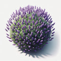 Lavender (Munstead) (4x)